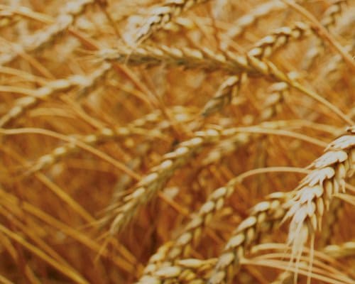 Le mystère de l'oeil humain