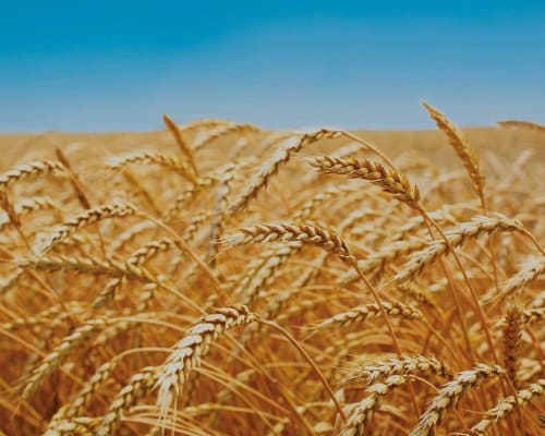 Le mystère de l'oeil humain